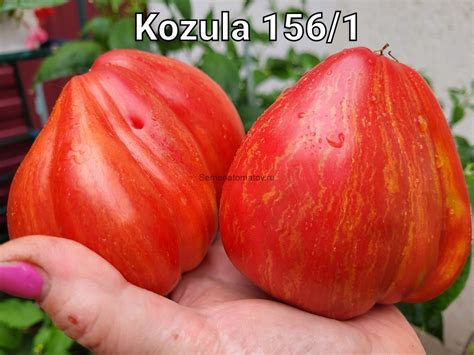 KOZULA 156/1 — Семена Томатов