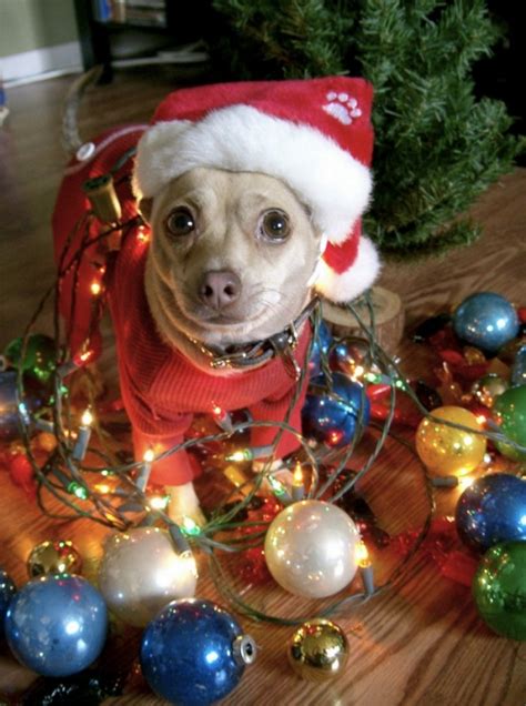 Funny Pictures / Funny Dressed Animals |Fun Aye! Daily doze of humour.