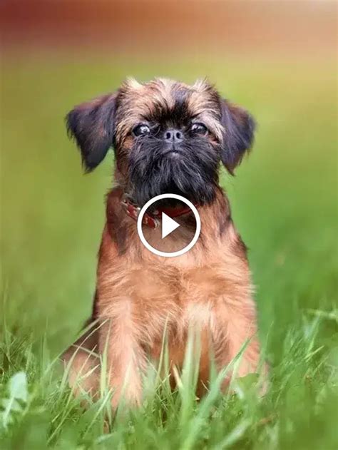 Beyond Cute: Top 10 Weirdest Dog Breeds That Will Amaze You | Let's ...