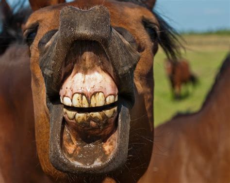 As caretas mais engraçadas do mundo animal