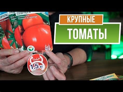 Самые большие помидоры 🍅 1,5 КГ Помидор 🍅 Крупные сорта томатов - YouTube