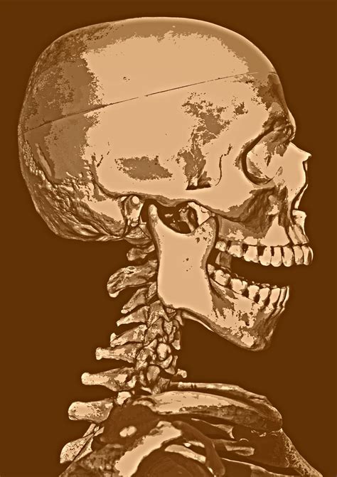 Skull Head Free Stock Photo - Public Domain Pictures