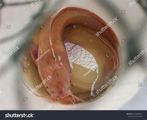 Taro Catfish Fish Species Thailand Popular Stock Photo 1572468013 ...
