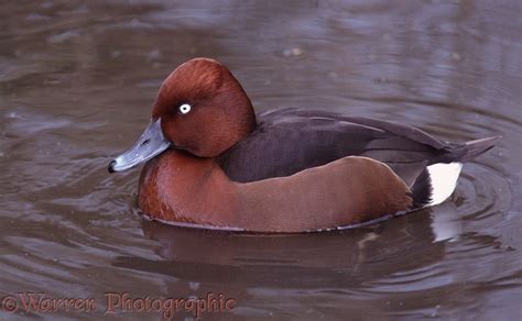 Ferruginous Duck photo WP08487