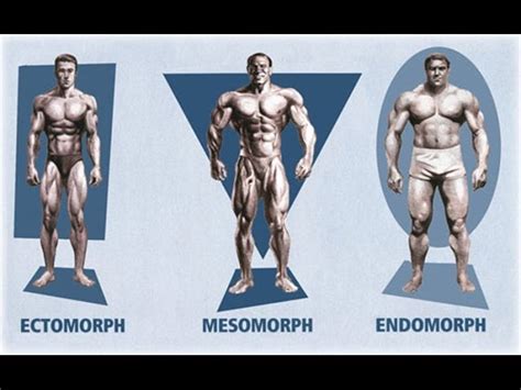 Body Types & Bodybuilding | Their Significance in Training