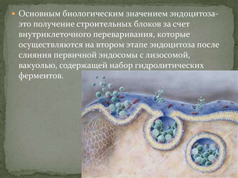 Транспорт высокомолекулярных веществ. Экзоцитоз и эндоцитоз ...