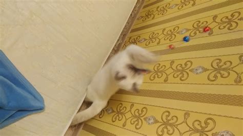 Кот играет! - YouTube