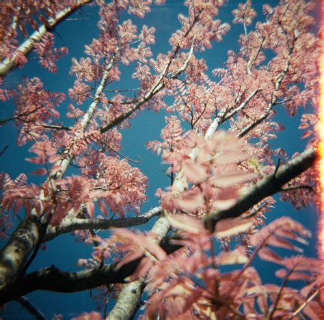 Toona sinensis 'flamingo' by lemon-killer on DeviantArt