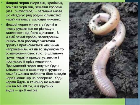 Ґрунтове середовище життя . Пристосування організмів до життя у ґрунті ...