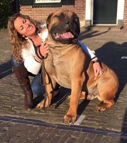 Boerboel Attacks Thief That Tried Attacking The Dog Owner In Abia ...