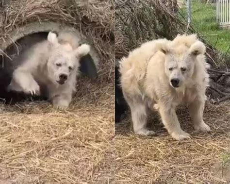 [VIDEO] Oso se hace viral por su terrible aspecto tras salir de su ...