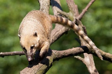 11 Interesting Coatimundi Facts