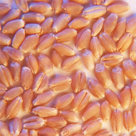 Organic Whole Wheat Grain at Best Price in Barwani | Agrawal Traders