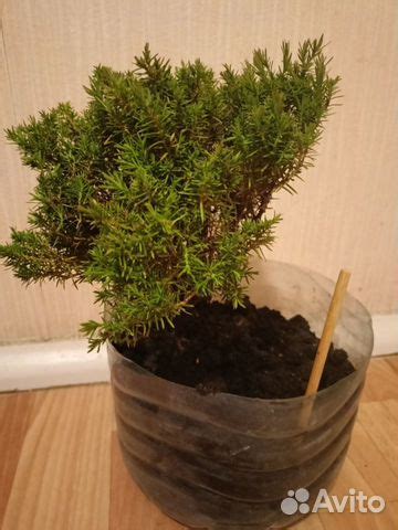 Туя шаровидная Тедди купить в Пскове | Товары для дома и дачи | Авито