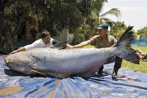 Mekong Giant Catfish | Life of Sea