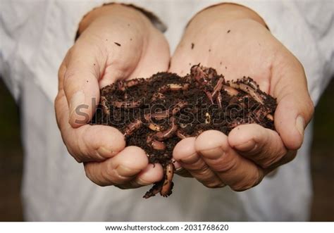 how to take care of earthworms