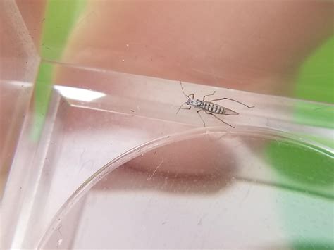 [Oregon] Swept it out of some damp grass. There were quite a few of