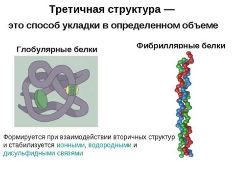 Фибриллярный білок: структура, приклади | #ТЕГ