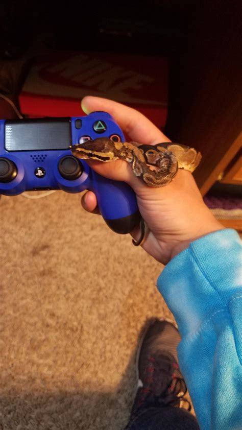 When Bae wants to play, too : r/aww