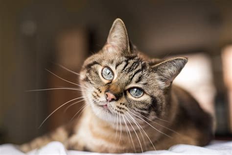 Le chat : présentation et informations | MOMES