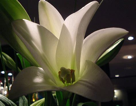 lily - Community in Mission