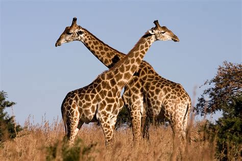 Fayl:Giraffe Ithala KZN South Africa Luca Galuzzi 2004.JPG - Vikipediya