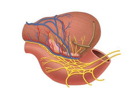 leiden drawing neurovascular bundle  prostate  labels anatomytool