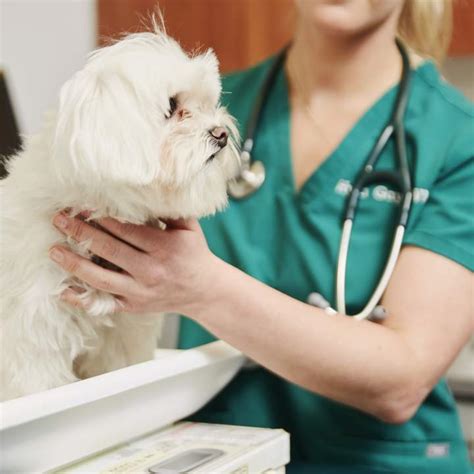 Dog Ear Infection: Signs, Causes, Treatments & Prevention