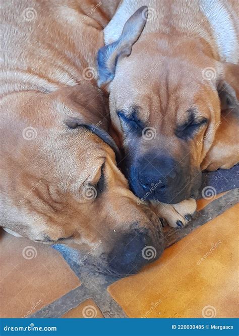 Two Boerboel Young Dogs Sleep Stock Image - Image of boerboel, dogs