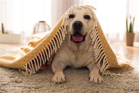 Cachorro Lambendo O Chão Compulsivamente - Por que cachorro lambe tapete de forma compulsiva? | Petz