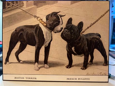 What Is A Boston Terrier And French Bulldog Mix Called