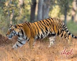 Fauna in Kanha National Park | Wildlife at Kanha