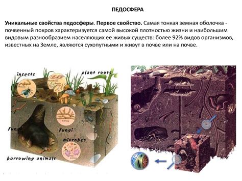Педосфера. Свойства педосферы - презентация онлайн