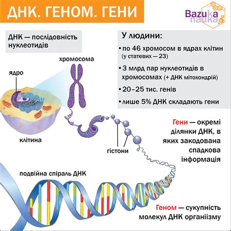 ДИВОВИЖНЕ НАВКОЛО НАС Блог вчителя біології Поліщук Наталії Ігорівни ...