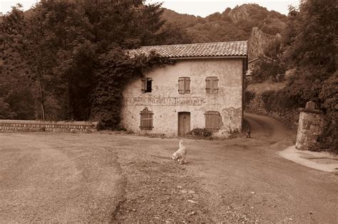 dog pet landscape  photo  pixabay pixabay