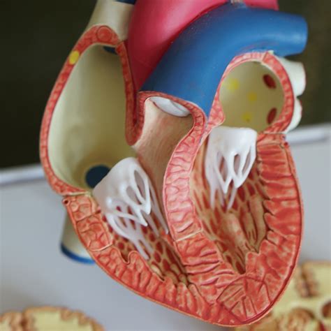 Grading system of canine heart murmurs according to murmur intensity
