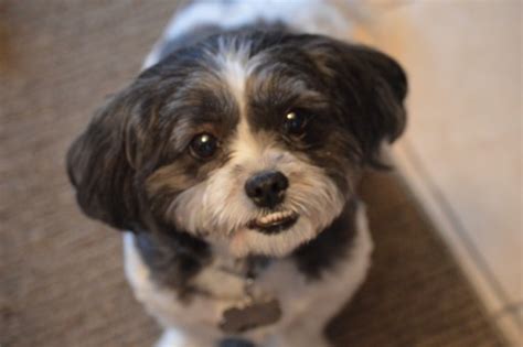图片素材 : 小狗, 蓝色, 脊椎动物, 拉萨apso, shih tzu, 哈瓦那人, 狗喜欢哺乳动物, schnoodle ...