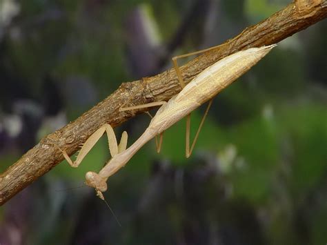 IG Mantodea List