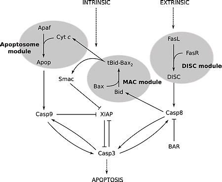 caspase  wikipedia