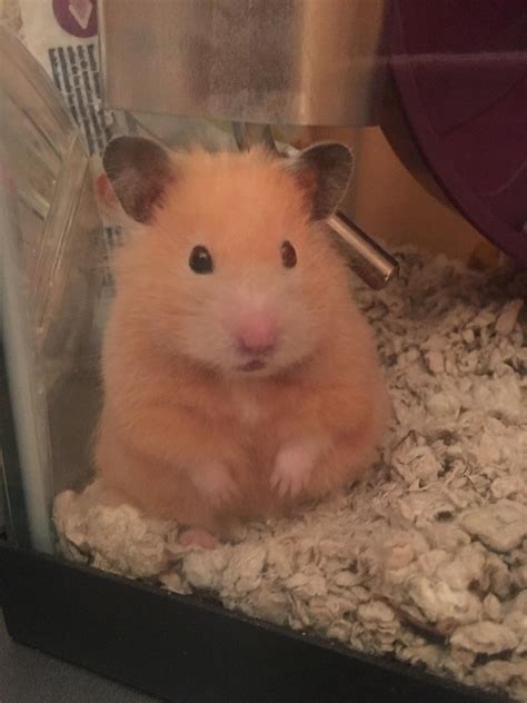 Odd eyed Syrian hamster | Cute hamsters, Hamster life, Hamsters as pets