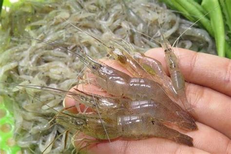 meo phan biet  tom va  tep