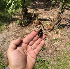 Palmetto Bugs One Simple Change That Will Decimate Their Population