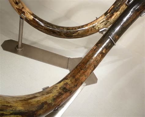 LARGEST MAMMOTH TUSK PAIR WOOLLY WOOLY MAMMOTH TUSKS