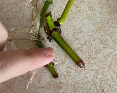 Brown tips when water propagating? : r/plants