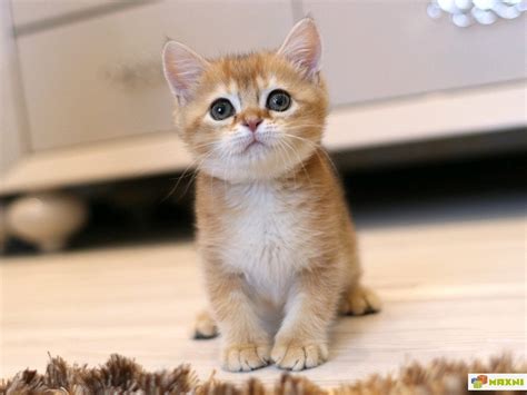Шотландская прямоухая кошка золотая шиншилла - картинки и фото koshka.top