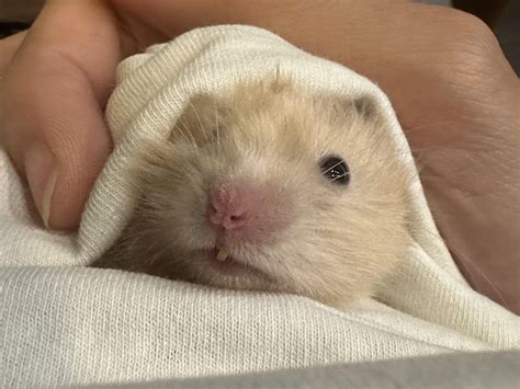 Update: Pate & his misaligned tooth : r/hamsters