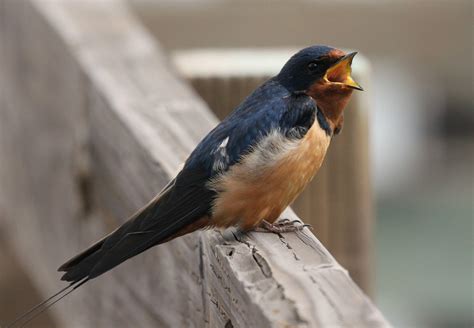 Swallow wallpapers, Animal, HQ Swallow pictures | 4K Wallpapers 2019