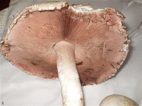 Agaricus abruptibulbus