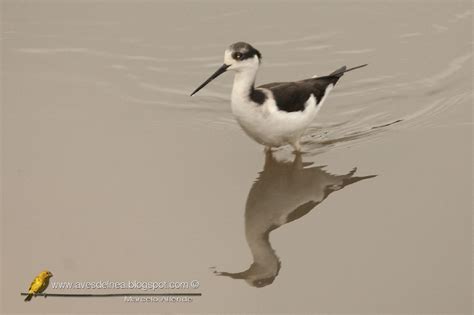 Aves del Nea: Tero real (Black-necked Stilt ) Himantopus mexicanus