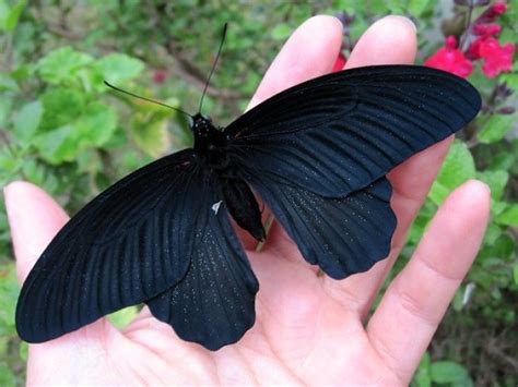 10 Black Animals That You Will Fall In Love With – Page 10 – Animal ...